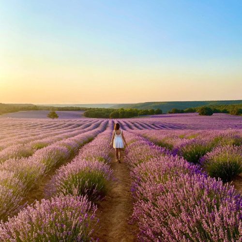 Brihuega y sus campos de lavanda