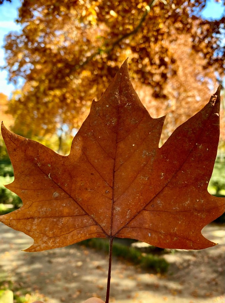 El Capricho en otoño