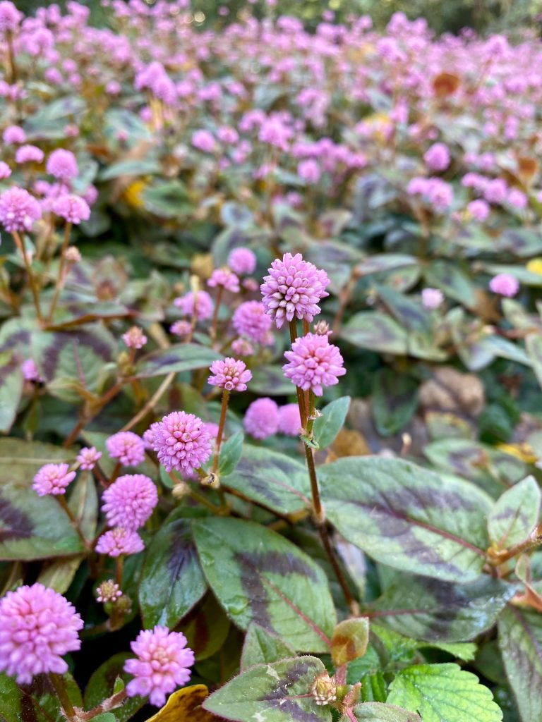 El Capricho en primavera