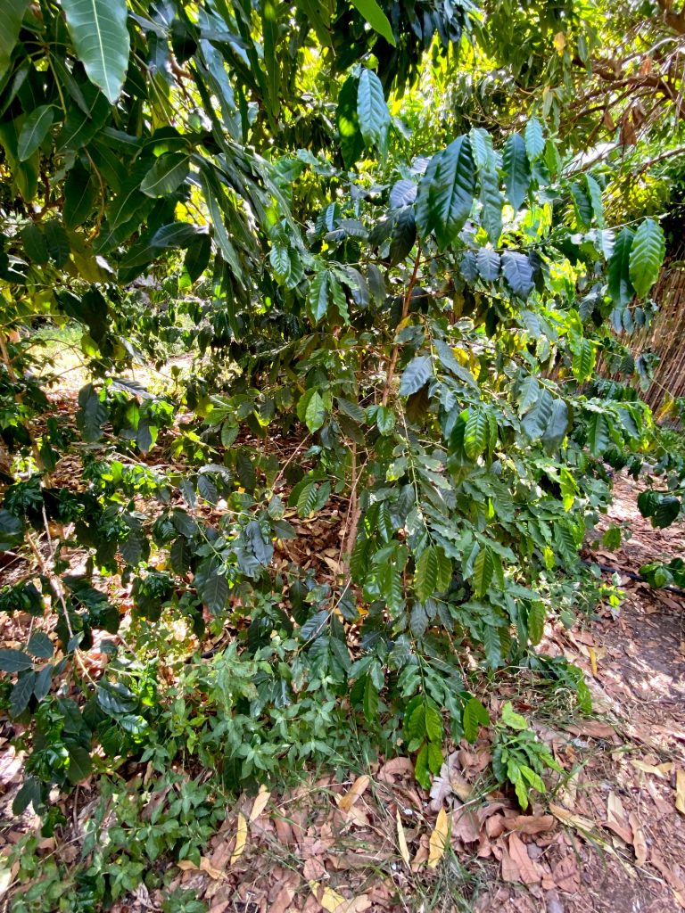 Plantación café Gran Canaria