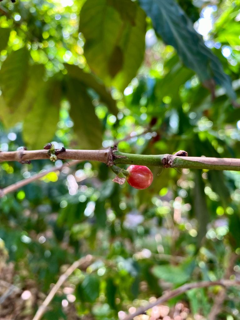 Plantación café Gran Canaria