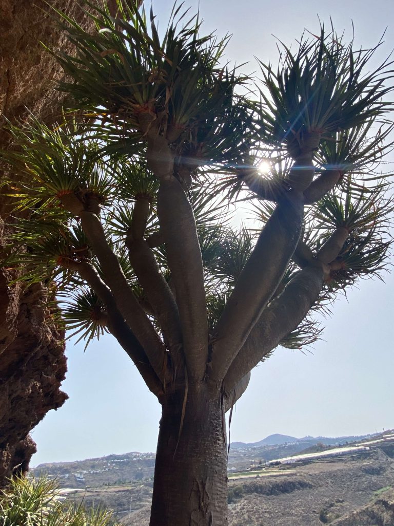 Gran Canaria