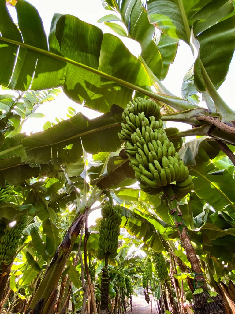 Plantaciones de plátano Gran Canaria