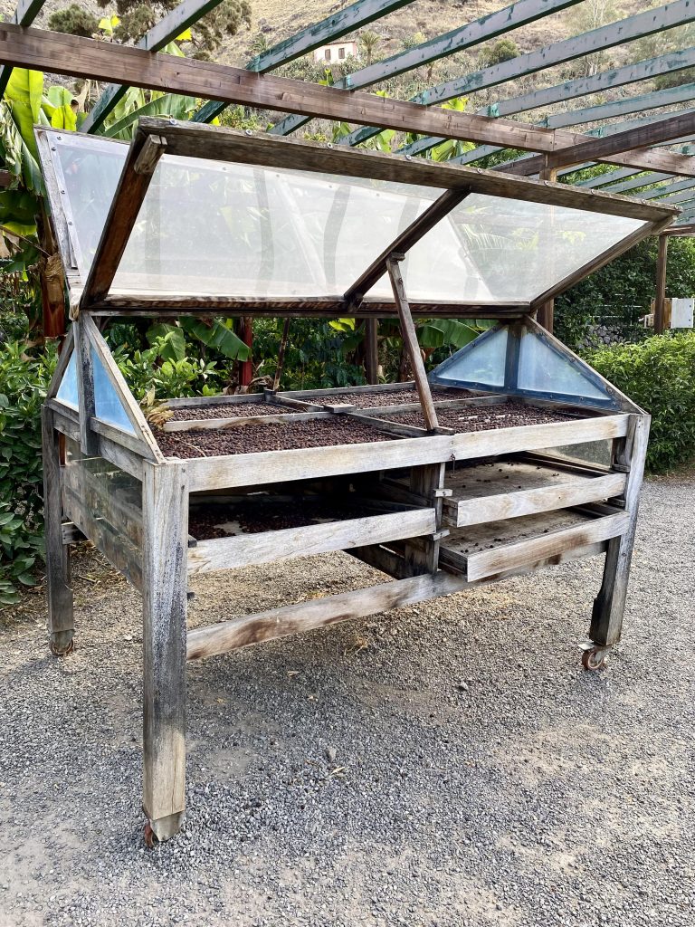 Plantación café Gran Canaria