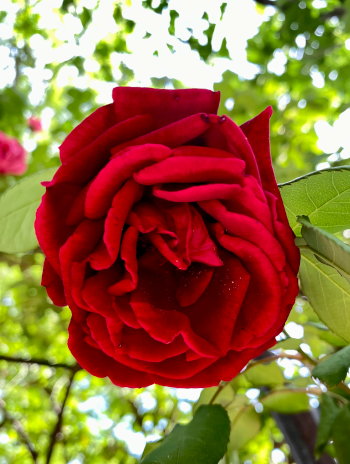 rosa