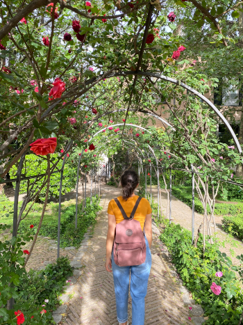 paseando por la rosaleda